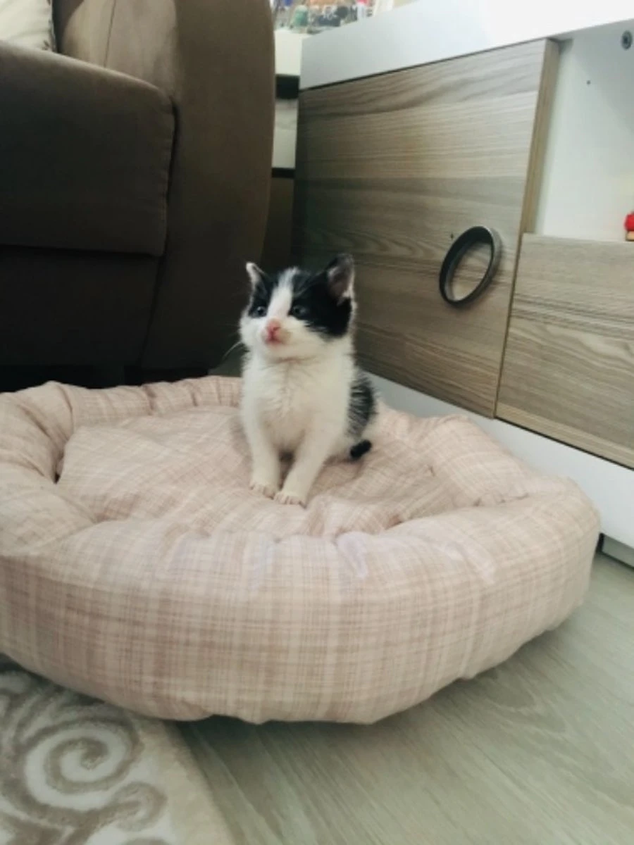 Woddy – Hondenmand Kat – Hondenkussen – Fluffy – Bagel – 50 Cm – Bruin 3 Woddy – Hondenmand Kat – Hondenkussen – Fluffy – Bagel – 50 Cm – Bruin