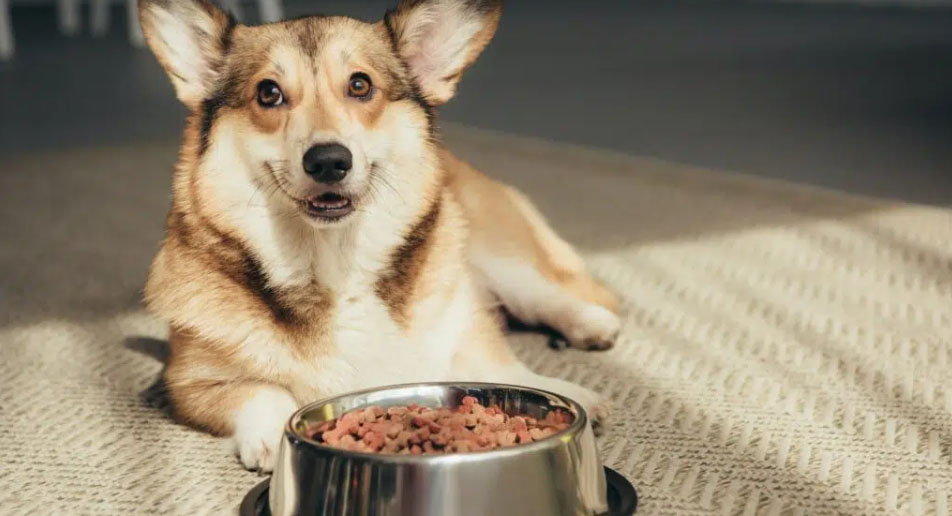 Optimaal Hondenspullen Winkel 3 Optimaal Hondenspullen Winkel -Optimaal Hondenspullen Winkel tyiti